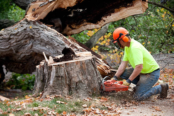 Best Large Tree Removal  in Huntington Beach, CA